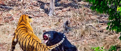 Confruntare rară între un tigru și un urs, filmată într-un safari - VIDEO