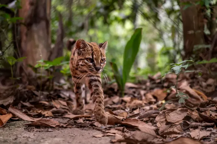 Leopardus tilcayo