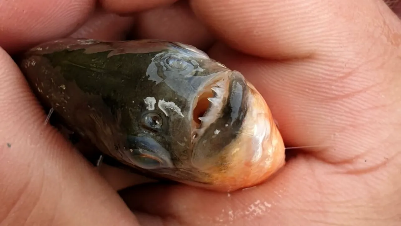 Pește Piranha descoperit în Crișul Repede: „Sper să fi fost un accident, specia asta este un pericol pentru ecosistemul indigen”