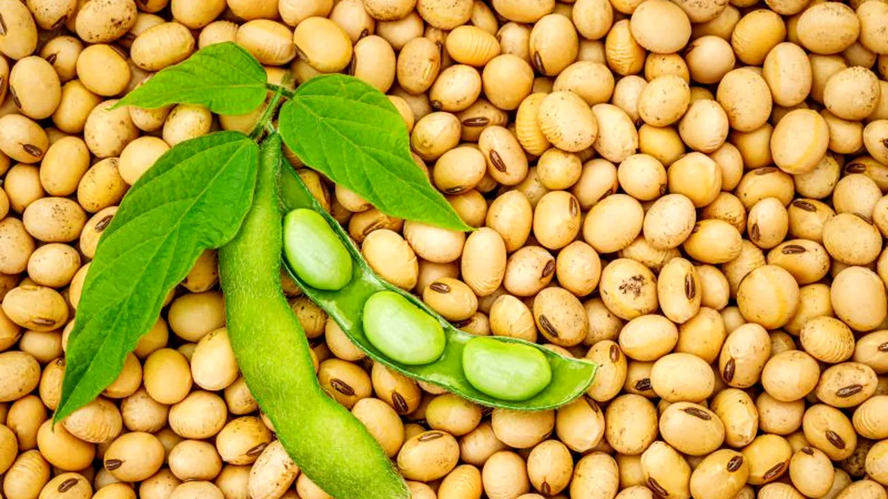 Lobby-ul american funcționează: o nouă varietate de soia MG are undă verde la import. Și papaia transgenică este acceptată