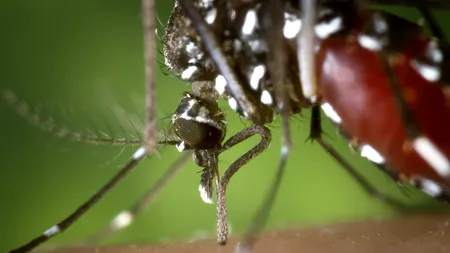 VIRUSUL West Nile, în România. Câte cazuri confirmate a anunțat Institutul Naţional de Sănătate Publică