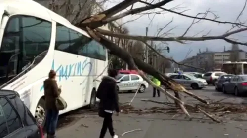 Vântul puternic face ravagii în Capitală. Un copac s-a prăbușit peste un autocar aflat în mers