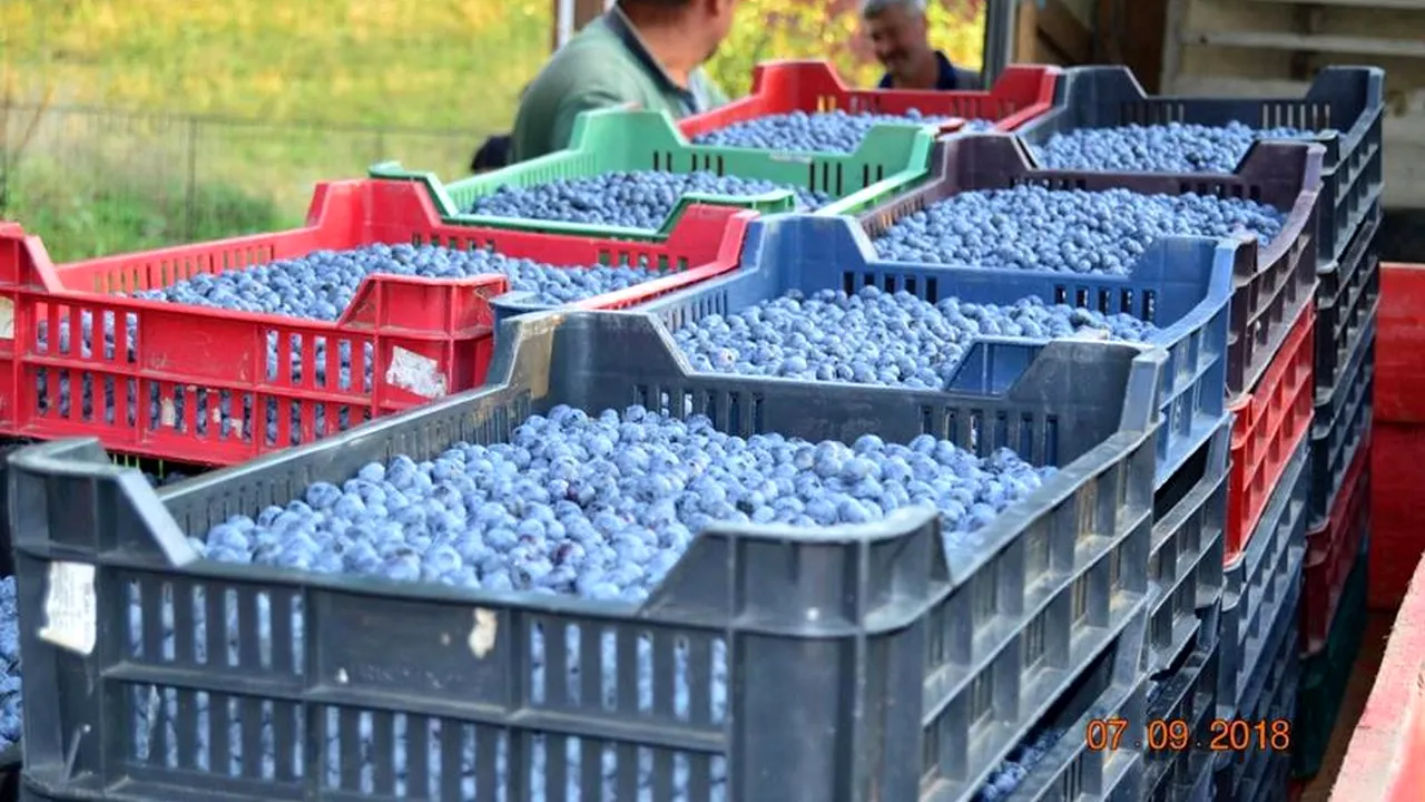 CULTURA DE AFIN, cea mai bună plantație de la munte. La cât se ridică INVESTIȚIA și care este CÂȘTIGUL ANUAL