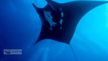 Ambasada Mexicului în România ne anunță că doi fotografi români au făcut o descoperire impresionantă în Pacific