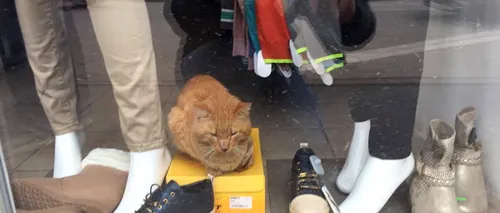 O pisică, prizonieră de mai multe zile într-un magazin, după ce ANAF a pus sigiliul pe ușă