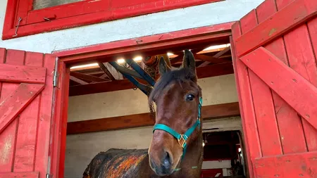 A fost eutanasiat Bruno, calul incendiat în urmă cu câteva zile: „Îşi dorea să se ridice, să ne arate că poate trăi”