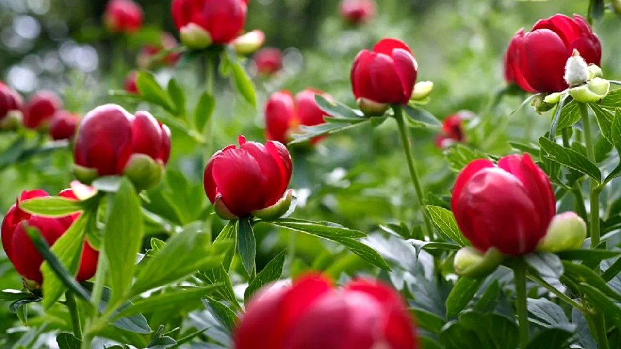 Bujorul a fost declarat Floare Naţională a României. Ce înseamnă acest lucru