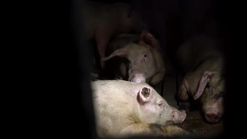 Imaginile groazei, surprinse într-o fermă de porci. Cruzimea fără margini la care sunt supuse animalele 