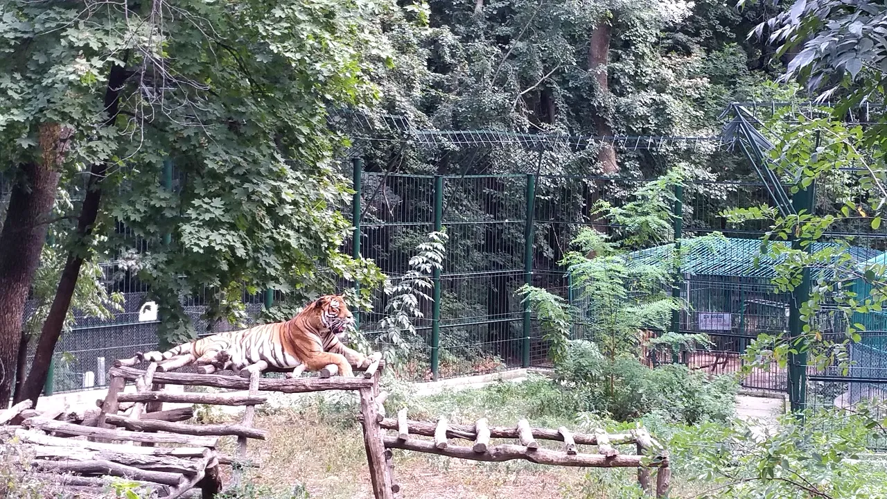 Vizitator al Grădinii Zoologice din Bârlad, ATACAT de un tigru. Care este starea victimei