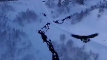 Ce se întâmplă când un vultur atacă o dronă