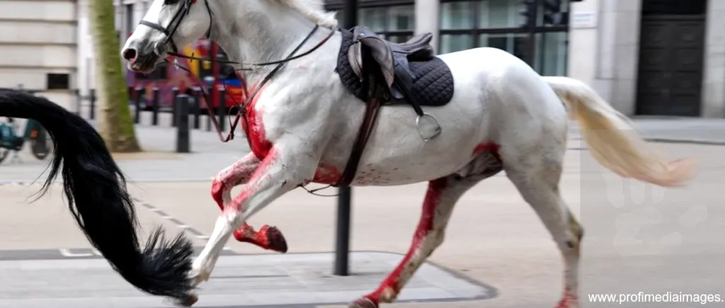 Imagini ȘOCANTE în Londra: Doi cai din Cavaleria Regală au scăpat de sub control/O persoană a fost rănită / A fost nevoie de intervenția Armatei