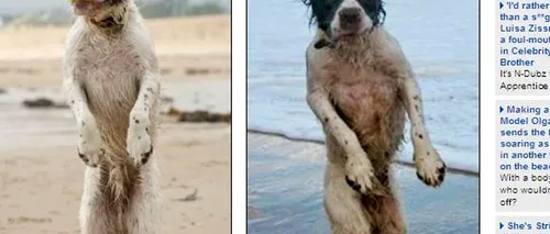 Povestea lui Benny, câinele din Marea Britanie ajuns vedetă pe Internet