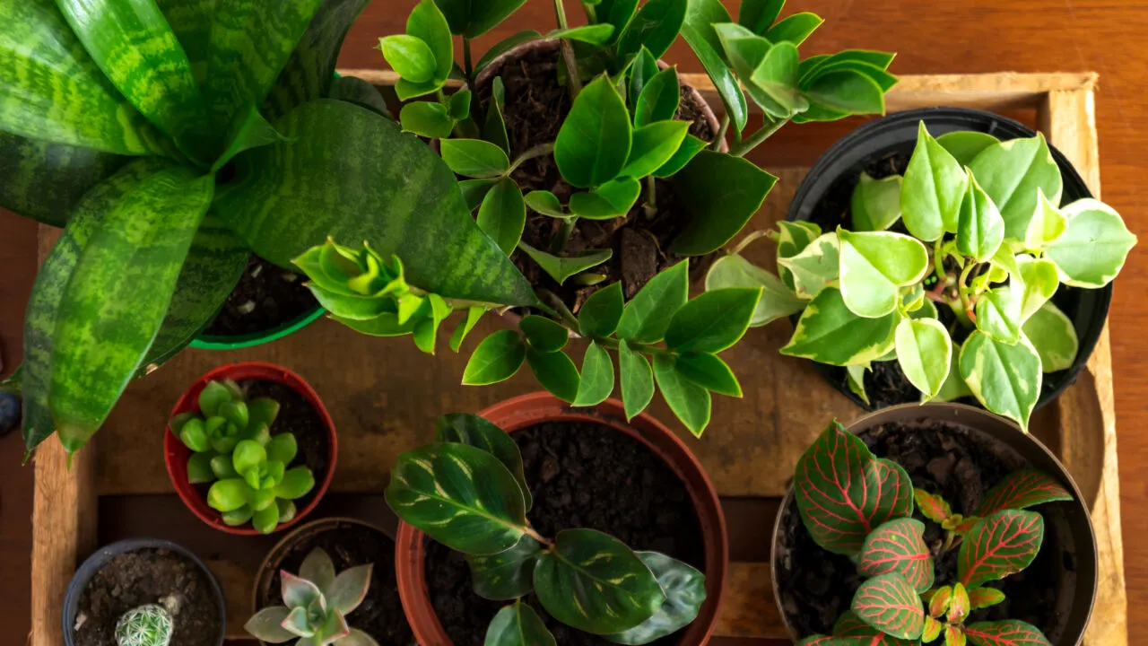 Planta care atrage abundența și norocul în viața ta, în luna iulie, potrivit experților Feng Shui. Se spune că ar putea fi un „talisman” al casei