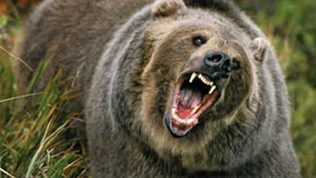 Bărbat ATACAT DE URS la o stână din Petroșani. Victima va fi supusă mai multor intervenții chirurgicale