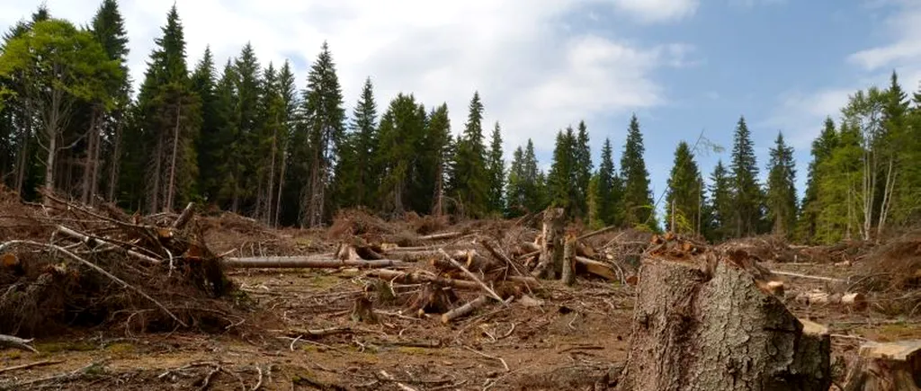 Aproape 2.000 de arbori tăiați ilegal în pădurea din Nadăș, satul retrocedat unei singure familii