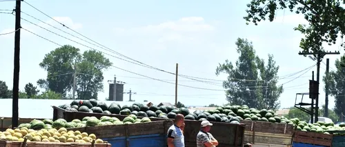 Pepenii de Dăbuleni, concurați de cei din import. Cultivatorii se plâng de recolta slabă