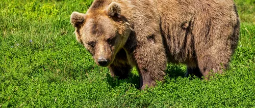 Ursoaică împuşcată în Harghita, după ce a devenit agresivă cu echipa care venise să o alunge. Avea pui și își făcuse bârlog între casele oamenilor