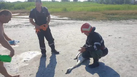 AJUTOR. Lebădă blocată în mâl, salvată de pompieri. Pasărea încerca să iasă, dar nu reușea - GALERIE FOTO
