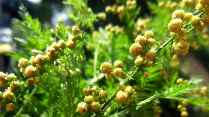 Artemisia annua, buruiana-minune care poate atenua simptomele coronavirusului! “Pelinul dulce” crește în România și este folosit ca dezinfectant. “Îl găsim pe marginea șanțului, în iarbă!”