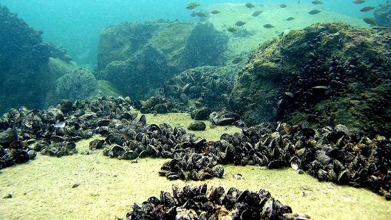 BENEFICII. Ecosistemul Mării Negre își revine, după restricțiile impuse de pandemia de COVID-19