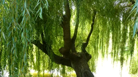 Legenda salciei, simbolul FLORIILOR. De la ritualuri bisericești și tradiții populare, la proprietăți medicinale