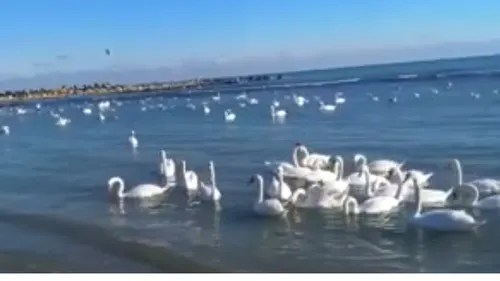 Lebedele din Golful Turcului, din Eforie, spectacol pentru turiștii de pe litoral la început de an VIDEO