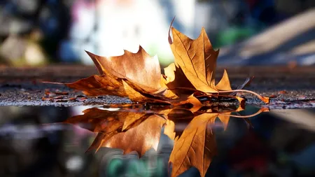 TRAGEDIE. A fost găsită moartă după o lună într-o baltă. Când au văzut-o, polițiștii din Craiova au înțeles cine e