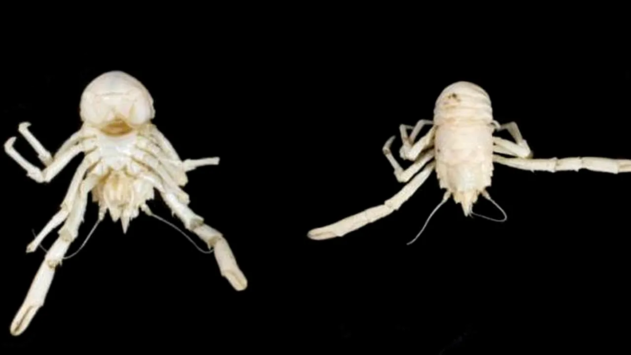 O nouă specie de crab a fost numită după Nelson Mandela