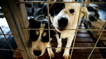 Târg de adopții de câini și pisici, dar și de cadouri, duminică, în Capitală