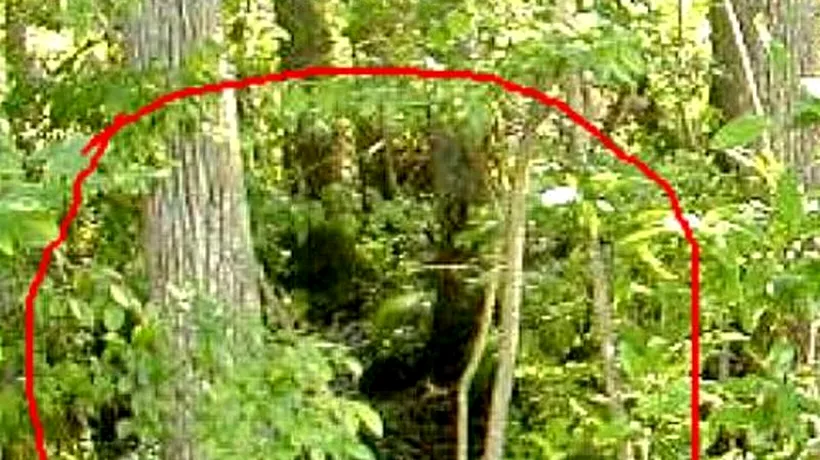 VIDEO: Dovada incontestabilă a existenței lui Bigfoot. Ce au descoperit doi adolescenți într-o pădure