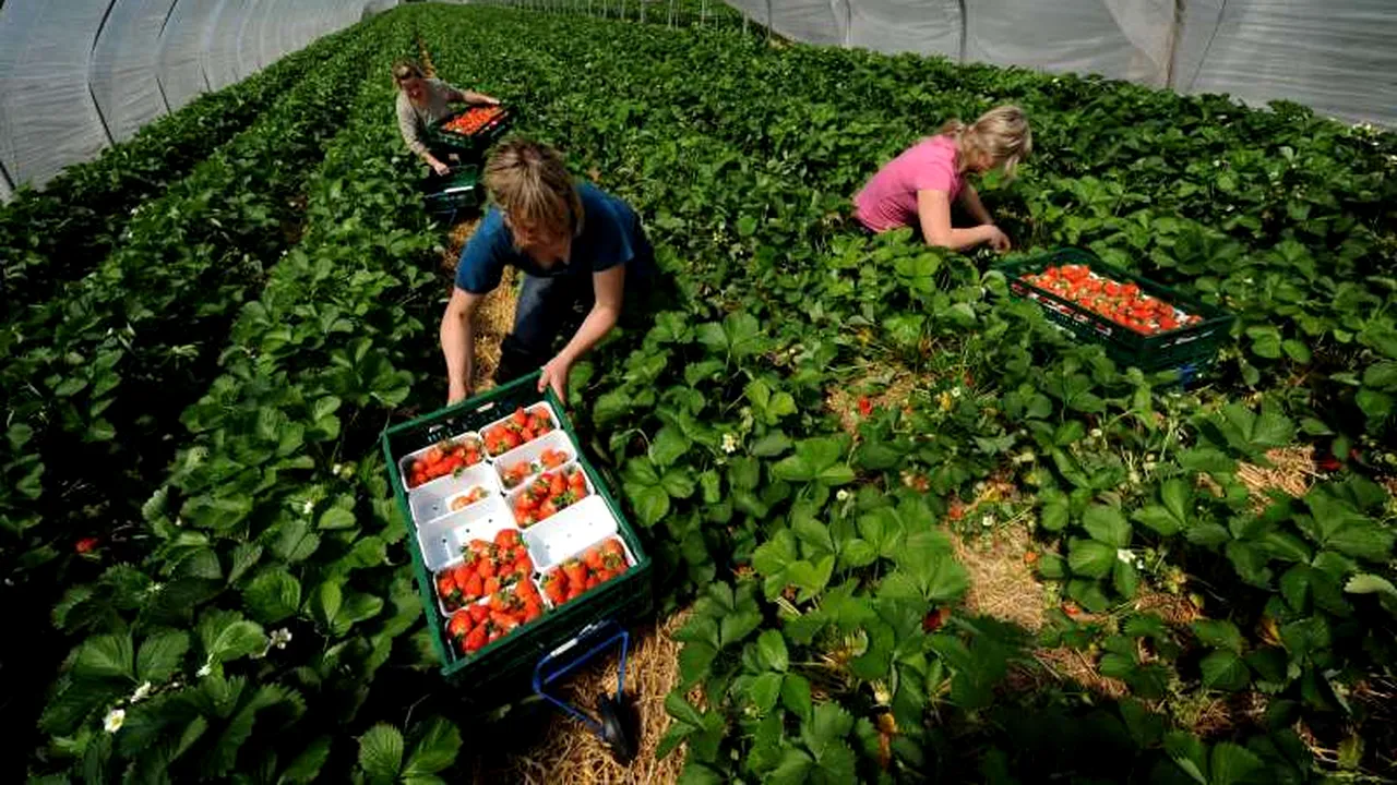 Britanicii se tem iar de români. Cum vor fi afectate recoltele de fructe și legume după ridicarea restricțiilor de pe piața muncii