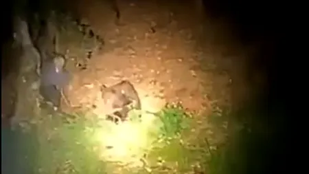 VIDEO | Un bărbat a fost filmat în timp ce lovea cu un par un urs în pădure. Animalul s-a năpustit asupra lui