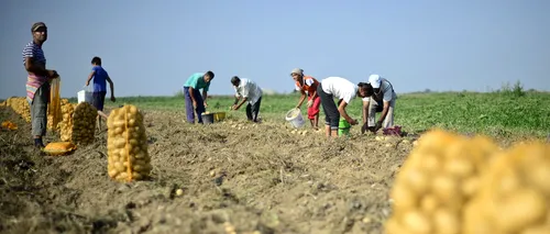 CÂT câștigă românii care lucrează în agricultura noastră