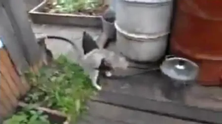 VIDEO. Cum cară un câine o pisică mai mare decât el