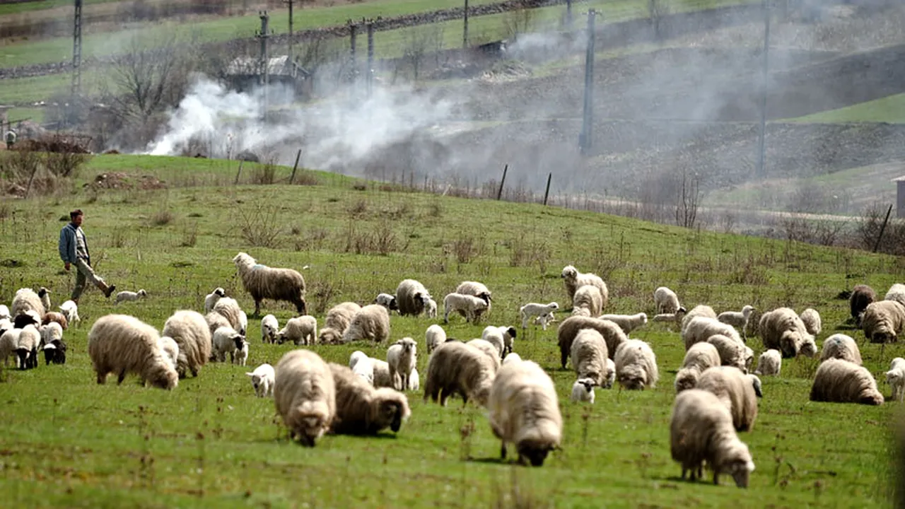 Crimă între ciobani, la o stână din Broșteni. De la ce a pornit conflictul
