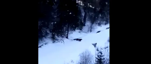 Salvamontul, avertisment pentru turiști: Sunt urși pe pârtia Clăbucet din Predeal. VIDEO