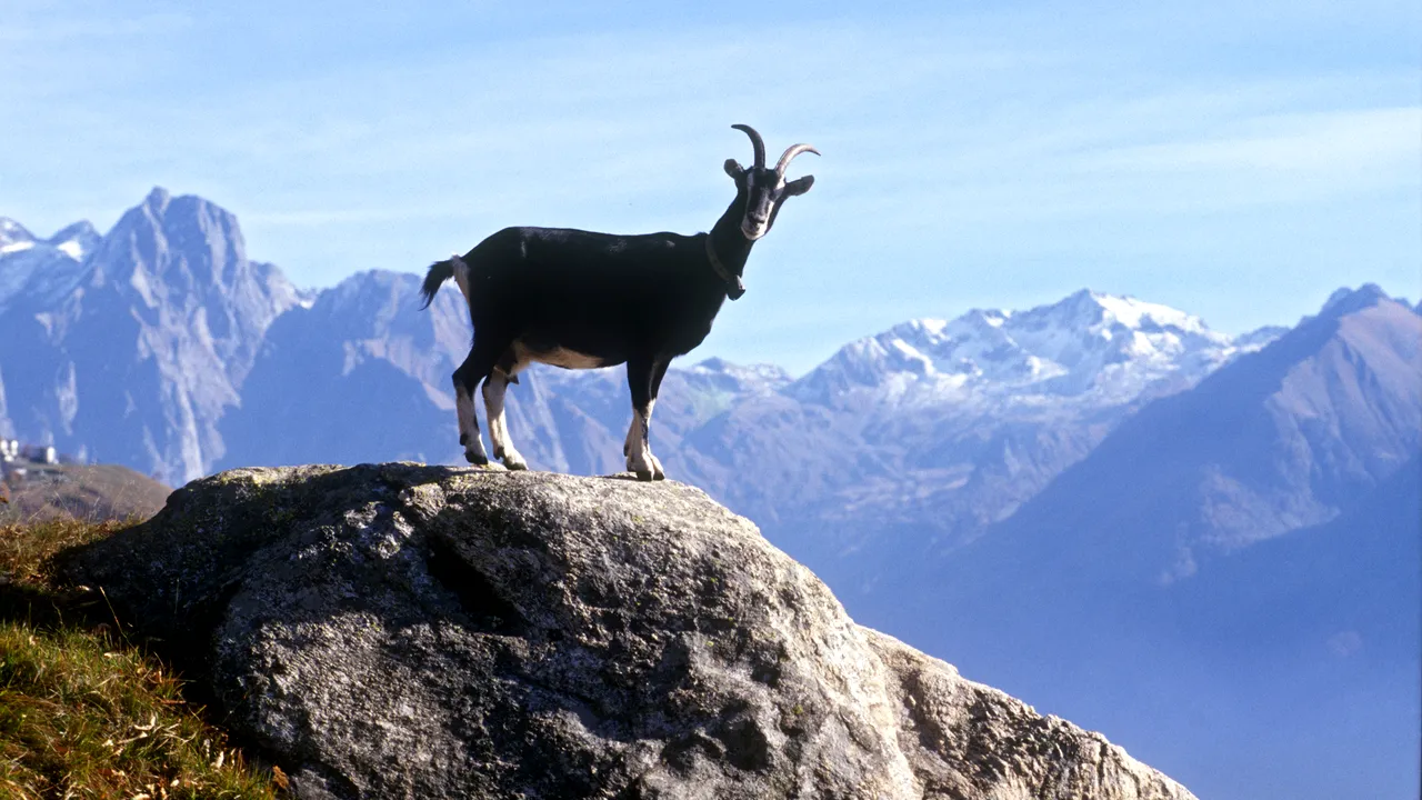 În iernile cu multă zăpadă, CAPRELE NEGRE se deplasează în zone mai joase pentru a se hrăni. Imagini RARE surprinse de ROMSILVA