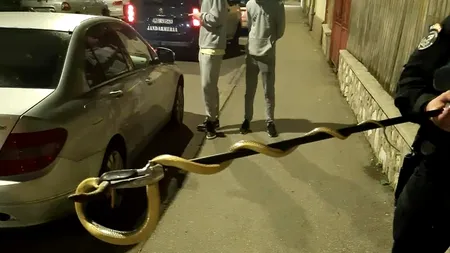 Șarpe de peste 1,5 metri, scos de jandarmi de la motorul unei mașini. Reptila a fost eliberată în mediul ei natural