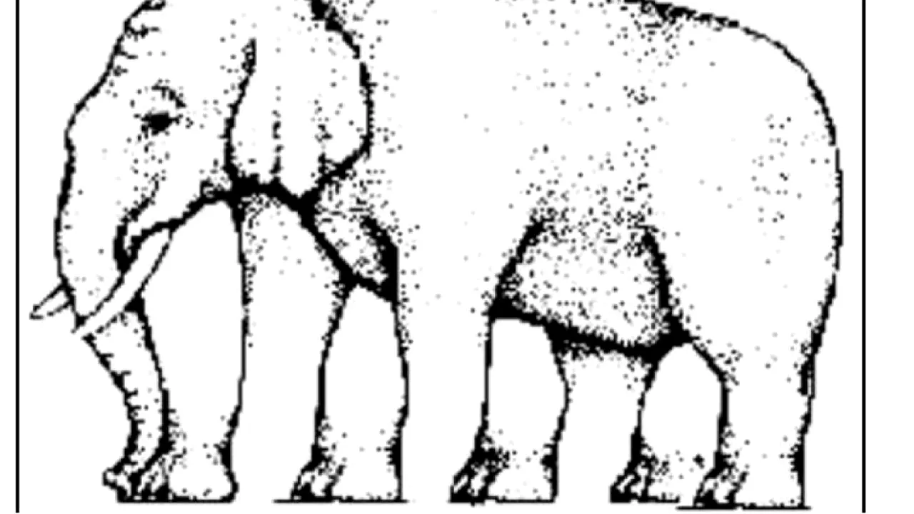 Iluzie optică virală | Câte picioare are acest elefant, de fapt? Răspunsul te va uimi