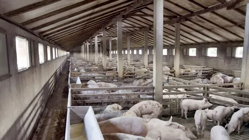 Sute de mii de porci, blocați în ferme. INTERDICȚIE de a comercializa carnea CRUDĂ. Fermier: SE MĂNÂNCĂ între ei
