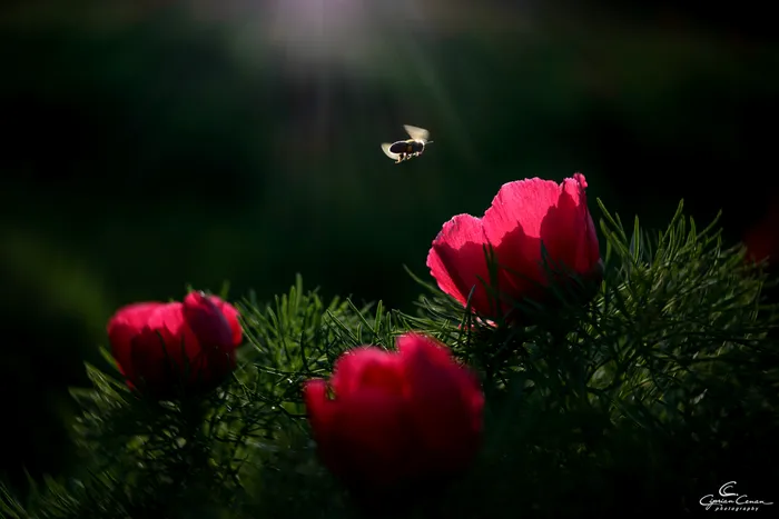 Rezervația unică în Europa care se află în România. Este situată într-un peisaj de vis, în apropiere de un castel din Transilvania / Sursa foto: Facebook