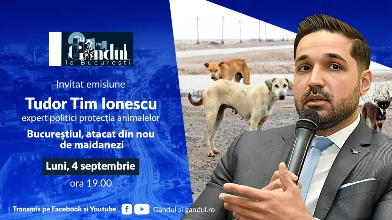 Bucureștiul, atacat din nou de maidanezi