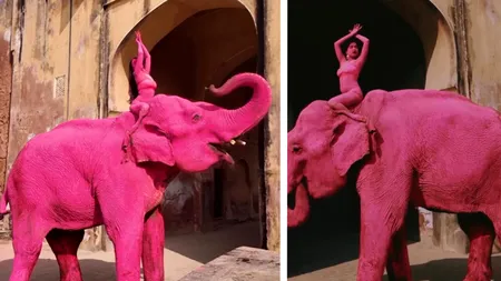 Chanchal, un elefant bătrân vopsit în roz, ar fi murit în India după o ședință foto. Evenimentul a scandalizat India