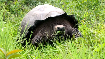 Cele mai ciudate 10 viețuitoare din lume