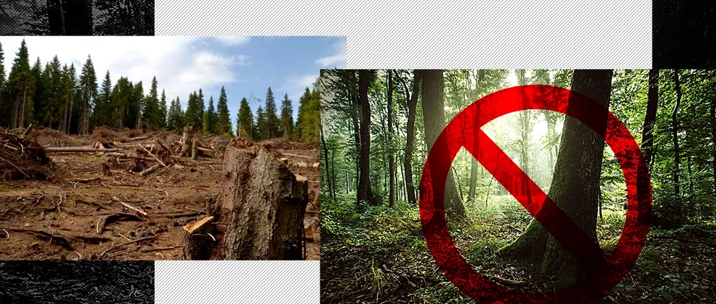 România obligată de CEDO să despăgubească proprietarii de păduri protejate. Nota de plată Natura 2000, neachitată zece ani