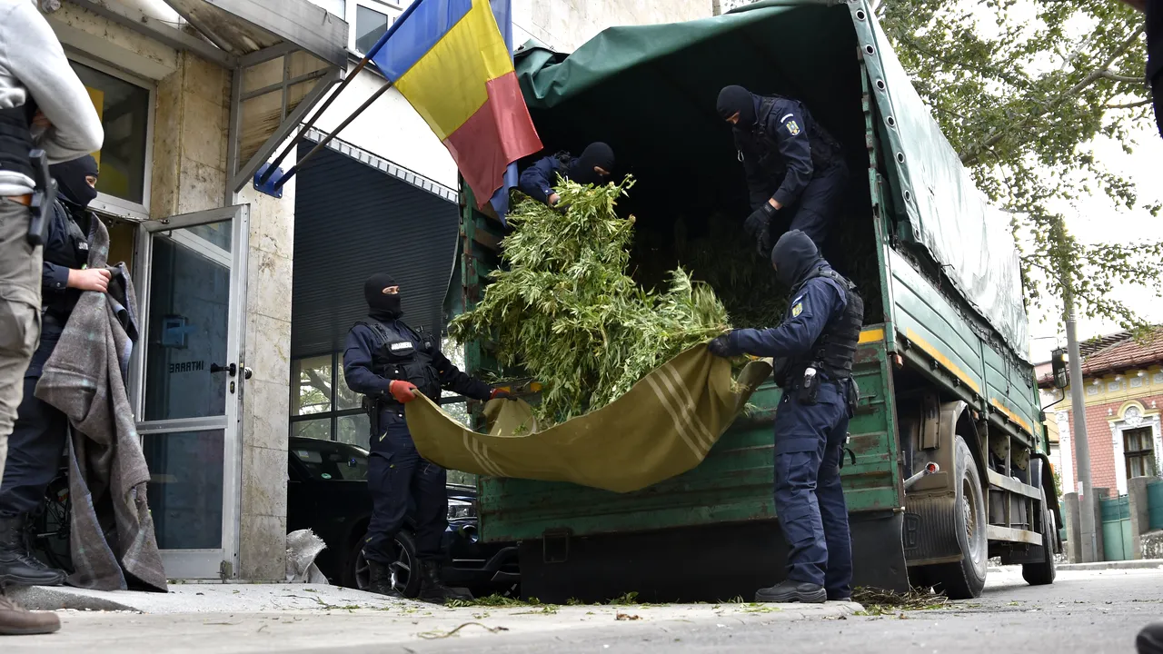 Cum se deghizau polițiștii din Arad pentru a avea grijă de cultura lor de cannabis, până să fie prinși în flagrant 