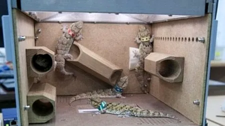 Șopârlele trimise de ruși în spațiu au murit. Ce s-a întâmplat cu muștele