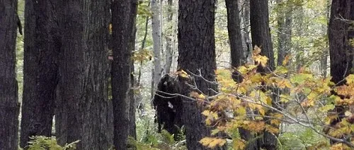 Un american susține că a fotografiat două creaturi Bigfoot