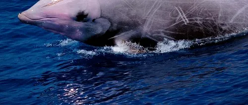 Descoperire șocantă făcută în stomacul unui pui de balenă care „vomita sânge