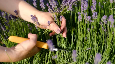 Ce să pui la rădăcina lavandei pentru o înflorire bogată. Trucul care te ajută să fertilizezi altfel planta, în grădină